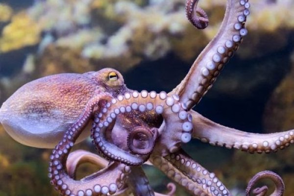 Kraken marketplace