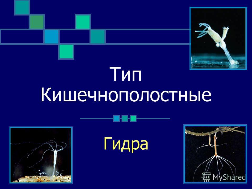 Кракен сайт дарк нет